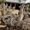 micro Healthy Ostrich Chicks For Sale