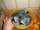 micro Fresh Fertile Parrots and Eggs for Sale