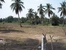tn 2 4 rai of land in Hua Yai area