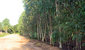 tn 2  Nongplalai near Pattaya park hill 