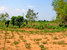 tn 2 Rural  Land  For Development
