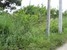 tn 2 50 Twah land for sale in  East Pattaya