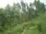 tn 3 4 Rai land for sale in Baan Ampur