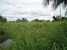 tn 2 105 Twah land for sale in Baan Ampur