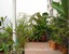 tn 3 Privileged big private balcony