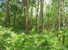 tn 3 Ocean view plot