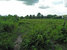 tn 1 10 Rai Close to City