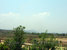 tn 6 Mature Orange Grove