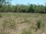 tn 1 The land is an estimated 4 rai 