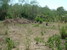 tn 2 The land is an estimated 4 rai 