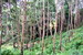 tn 2 Beach front and Sloping land