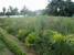 tn 1 Land, 292 Tw2 - 1170 sqm