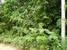 tn 3  Near Wat Yan, 6 Rai 21 Tw2 - 9,684 sqm