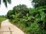 tn 4  Near Wat Yan, 6 Rai 21 Tw2 - 9,684 sqm