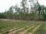 tn 6 Land for Sale near Mabprachan Lake 