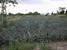 tn 1 25 km east of Pattaya, Land for sale