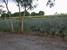 tn 3 25 km east of Pattaya, Land for sale