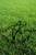 tn 1 5 Star beachfront land in Siracha