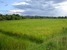 tn 1 Farm For Sale Near Tha Yang