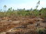 tn 1 Small Eucalyptus Plantation For Sale