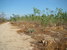 tn 2 Small Eucalyptus Plantation For Sale