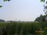 tn 2 Land for sale 12-1-43 rai 40x500 m. 