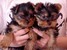 tn 1 lovely yorkies for sale