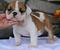tn 1 bulldog puppies for rehoming