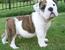tn 2 bulldog puppies for rehoming