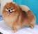 tn 2 Show-quality Pomeranian puppies for sale
