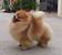 tn 3 Show-quality Pomeranian puppies for sale