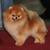 tn 4 Show-quality Pomeranian puppies for sale