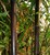 tn 1 Black Bamboo