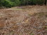 tn 5 Land in Lamai koh Samui for sale