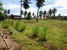 tn 4 For Sale: Land at Huay yai 4 rai