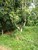 tn 1 Land for Sale - Phuket