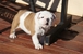 tn 2 Quality English Bulldog Puppies