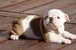 tn 3 Quality English Bulldog Puppies