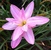 tn 1 Hybrid Zephyranthes Rainlilies