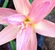 tn 2 Hybrid Zephyranthes Rainlilies