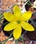 tn 4 Hybrid Zephyranthes Rainlilies