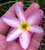tn 6 Hybrid Zephyranthes Rainlilies