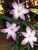 tn 2 Hybrid Zephyranthes Rainlilies