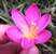 tn 5 Hybrid Zephyranthes Rainlilies