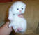 tn 1  Cute White Persian female kitten $700  