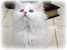 tn 2  Cute White Persian female kitten $700  