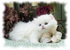 tn 4  Cute White Persian female kitten $700  