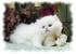 tn 4  Cute White Persian female kitten $700  