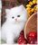 tn 5  Cute White Persian female kitten $700  