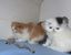 tn 1 lovely kittens for adoption
